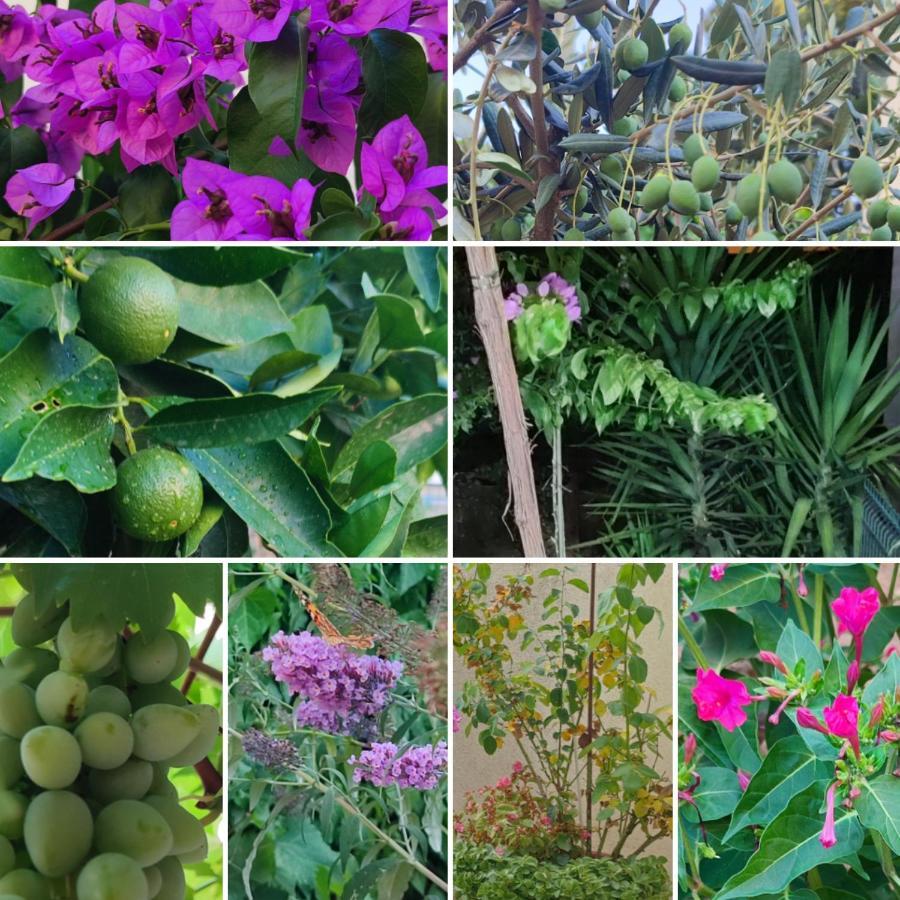 Garden Apartment Dina Split Exterior foto